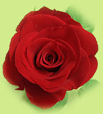 Les roses d'Antibes