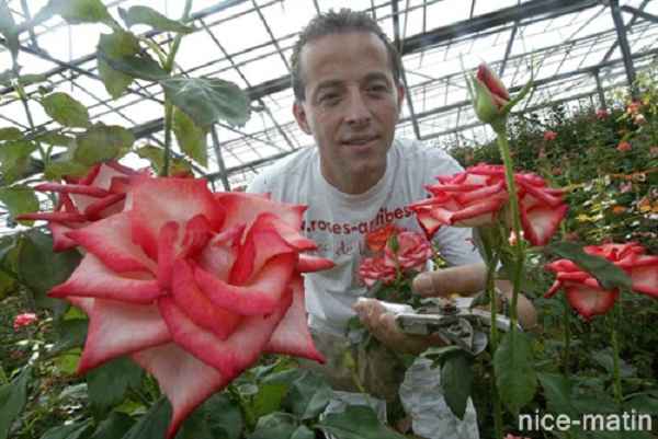 Revue de presse - Antibes, capitale de la rose, va-t-elle perdre son plus beau fleuron