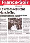 Les roses rsistent dans le sud