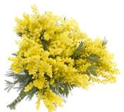autres fleurs-Mimosas